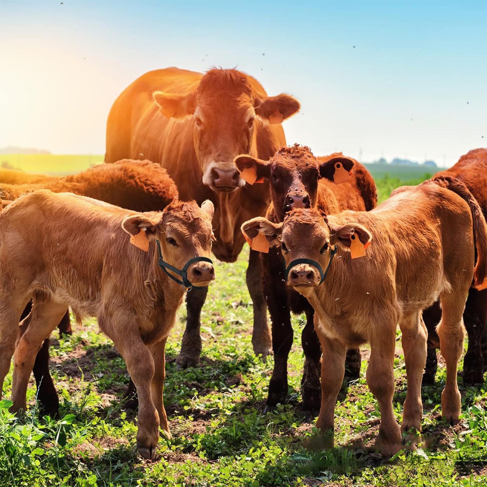 Cattle Halter Cattle Training  - Heavy Equipment Yard review and price
