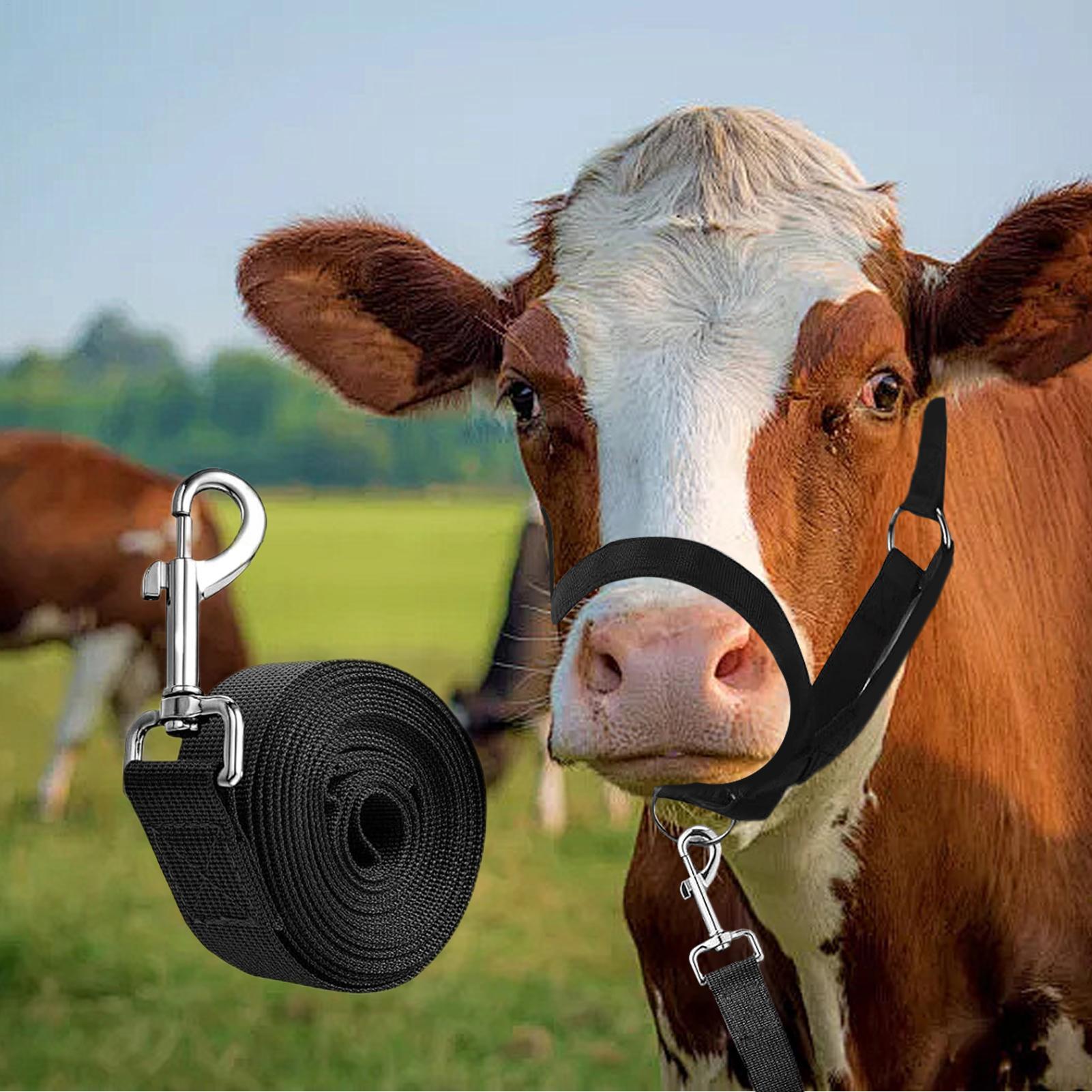 Cattle Halter Cattle Training  - Heavy Equipment Yard review and price