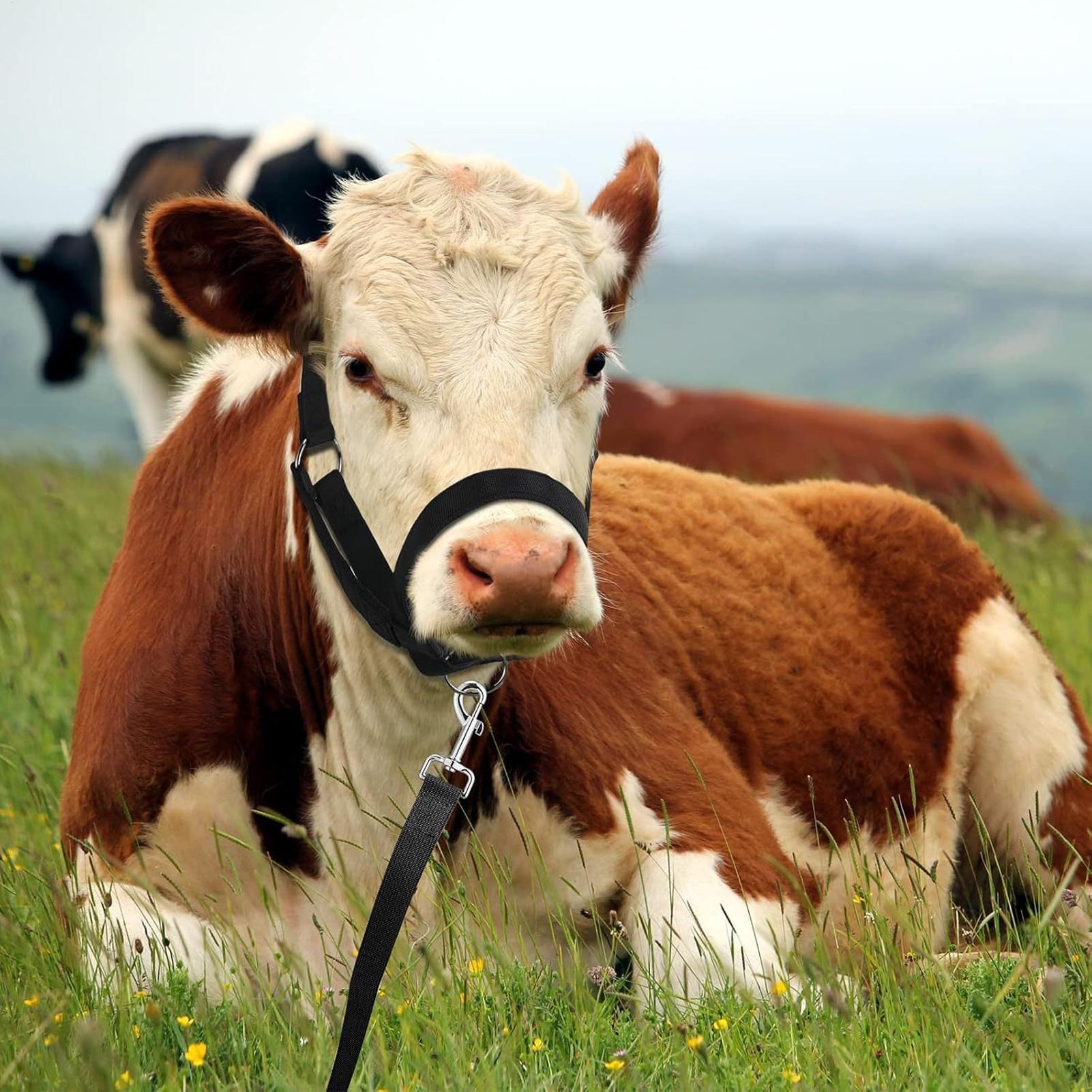 Cattle Halter Cattle Training  - Heavy Equipment Yard review and price